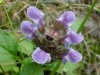 Heal-all; Self-heal (Prunella vulgaris)