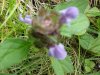 Heal-all; Self-heal (Prunella vulgaris)