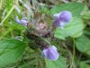 Heal-all; Self-heal (Prunella vulgaris)