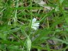 Mouse-ear Chickweed (Cerastium fontanum)