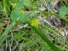 Black Medick (Medicago lupulina)