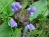 Heal-all; Self-heal (Prunella vulgaris)