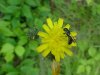 Yellow Hawkweed; King Devil (Hieracium caespitosum; Hieracium pratense; Hieracium floribundum)