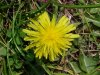 Common Dandelion (Taraxacum officinale)