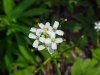 Garlic Mustard (Alliaria petiolata)