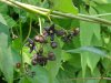 Black swallow-wort (Cynanchum nigrum; Cynanchum rossicum)