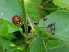 Ladybug and Black swallow-wort (Cynanchum nigrum; Cynanchum rossicum)