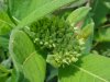 Budding Indian Hemp (Apocynum cannabinum) (A Dogbane - True Hemp is Cannabis; another family)