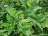 Budding Indian Hemp (Apocynum cannabinum) (A Dogbane - True Hemp is Cannabis; another family)