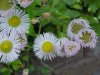 Daisy Fleabane (Erigeron annus)