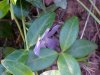 Periwinkle; Myrtle (Vinca Minor)