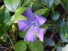 Periwinkle; Myrtle (Vinca Minor)