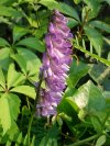 Cow Vetch; Blue Vetch (Vicia cracca)
