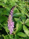 Cow Vetch; Blue Vetch (Vicia cracca)