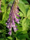 Cow Vetch; Blue Vetch (Vicia cracca)