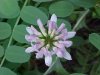 Crown Vetch (Coronilla varia)