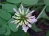 Crown Vetch (Coronilla varia)
