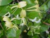 Japanese Honeysuckle (Lonicera japonica)