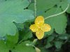 Greater Celandine; Wartweed (Chelidonium majus)