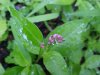 Lady's Thumb (Polygonum persicaria)
