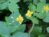 Greater Celandine; Wartweed (Chelidonium majus)