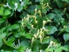 Japanese Honeysuckle (Lonicera japonica)