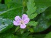 Herb Robert (Geranium robertianum)