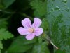 Herb Robert (Geranium  robertianum)