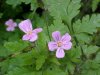 Herb Robert (Geranium  robertianum)