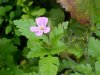 Herb Robert (Geranium robertianum)