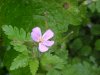 Herb Robert (Geranium robertianum)