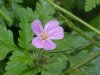 Herb Robert (Geranium  robertianum)