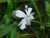 White Campion; Evening Lychnis; White Cockle (Silene latifolia, Silene Alba)