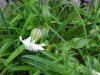 White Campion; Evening Lychnis; White Cockle (Silene latifolia, Silene Alba)