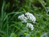Swamp Valerian; (Valeriana uliginosa)