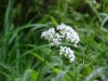 Swamp Valerian; (Valeriana uliginosa)