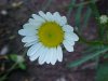 Oxeye Daisy (Leucanthemum vulgare; Chrysanthemum leucanthemum)
