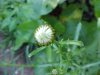 Budding Oxeye Daisy (Leucanthemum vulgare; Chrysanthemum leucanthemum)
