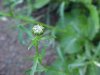 Budding Oxeye Daisy (Leucanthemum vulgare; Chrysanthemum leucanthemum)