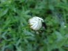 Budding Oxeye Daisy (Leucanthemum vulgare; Chrysanthemum leucanthemum)