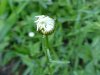 Budding Oxeye Daisy (Leucanthemum vulgare; Chrysanthemum leucanthemum)