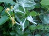 Japanese Honeysuckle (Lonicera japonica)