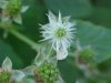 Swamp Dewberry; Brisly Dewberry  (Rubus hispidus)