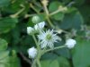 Swamp Dewberry; Brisly Dewberry (Rubus hispidus)