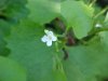 Garlic Mustard (Alliaria petiolata)