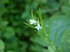 Garlic Mustard (Alliaria petiolata)