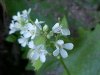Garlic Mustard (Alliaria petiolata)