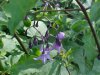 Bittersweet Nightshade; Climbing Nightshade; Deadly Nightshade (Solanum dulcamara) (its toxin is not fatal)