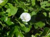 Field Bindweed (Convolvulus arvensis)
