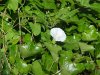 Field Bindweed (Convolvulus arvensis)